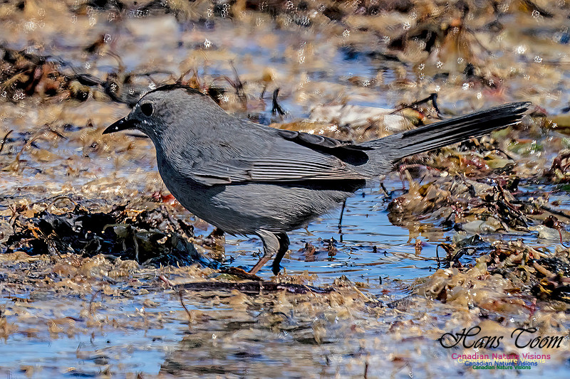 Grey Catbird 902
