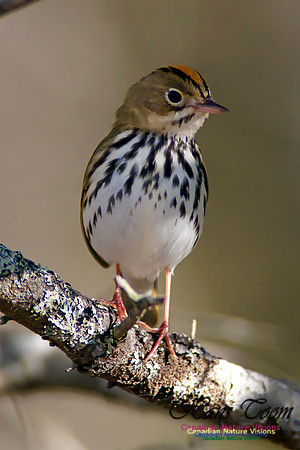 Ovenbird