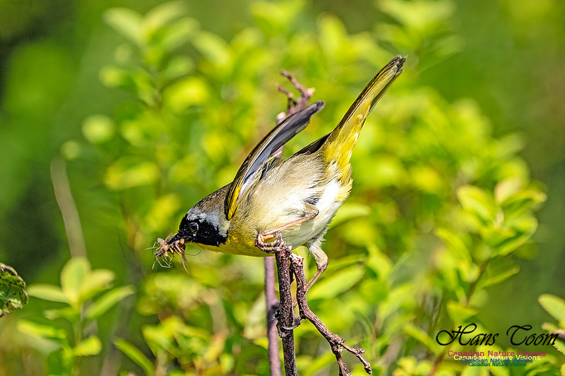 Common Yellowthroat 101