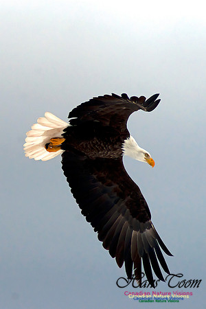 Bald Eagle