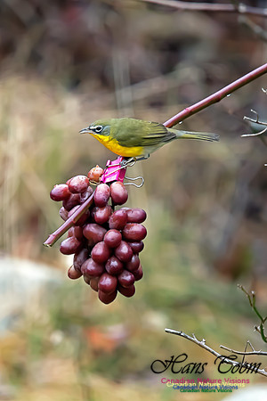 Yellow-breasted Chat