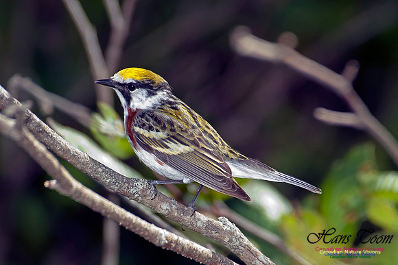 Chestnut-sided Warbler
