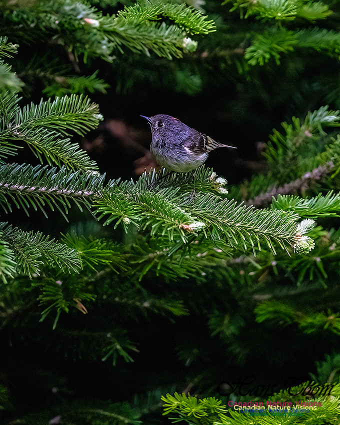 Ruby-crowned Kinglet 105
