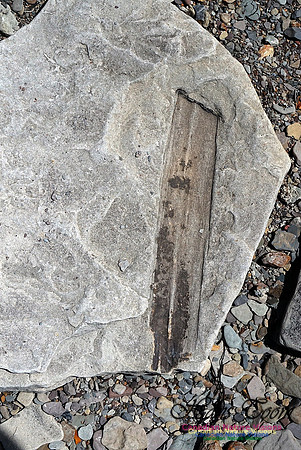 Joggins Fossil Cliffs 113