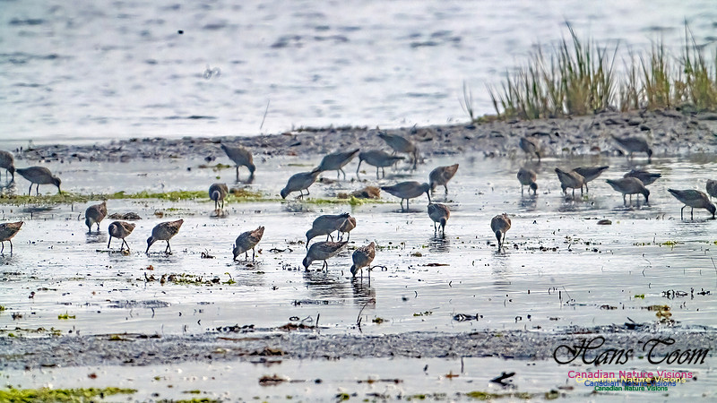Short-billed Dowitcher 201