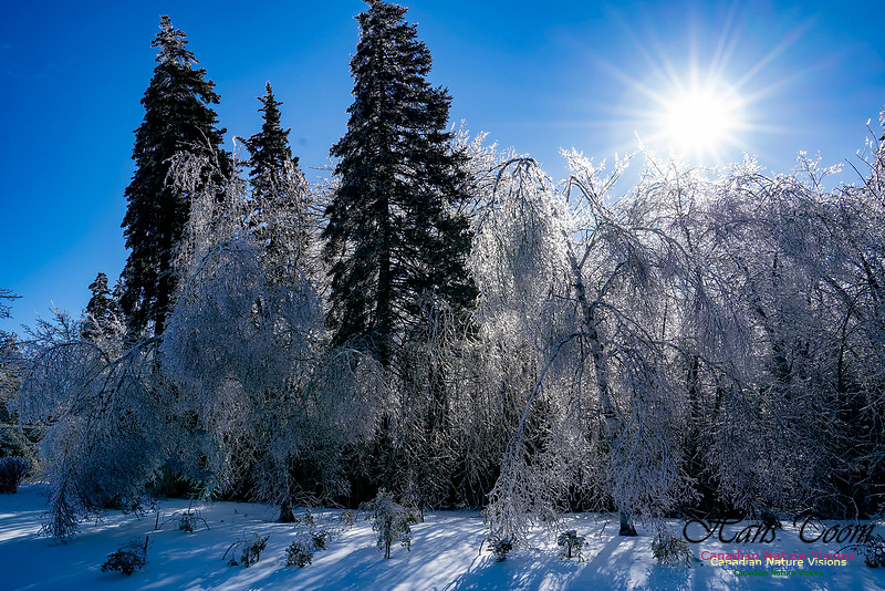 Ice Storm 2022 128