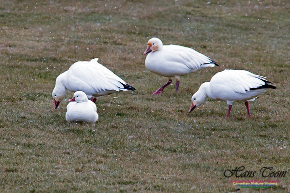 Ross's Goose