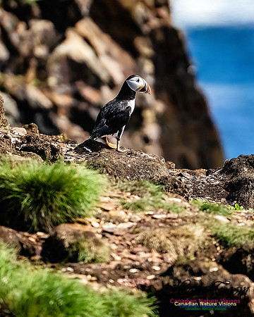 Elliston and Atlantic Puffins 108