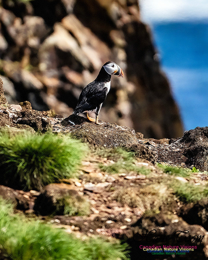 Elliston and Atlantic Puffins 108