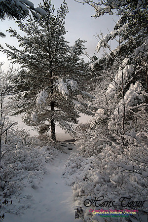 Bell Park in Winter
