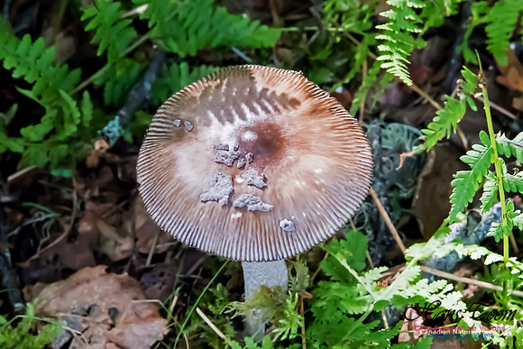 Mushroom sp.