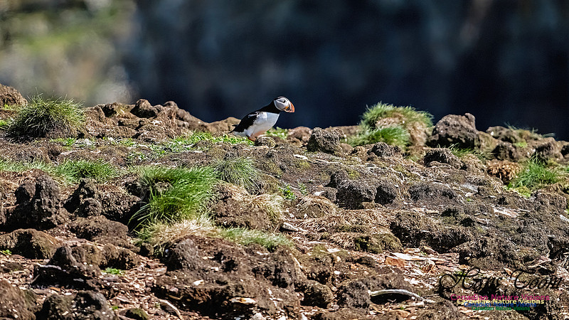 Elliston and Atlantic Puffins 128