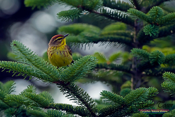 Palm Warbler