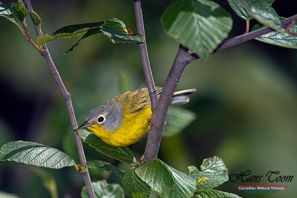 Nashville Warbler