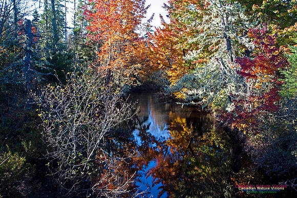 FallColours2012-1