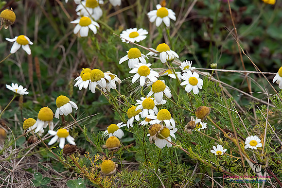 Scentless Chamomile