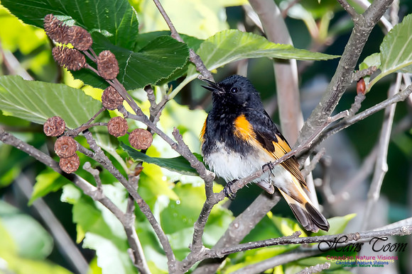 American Redstart