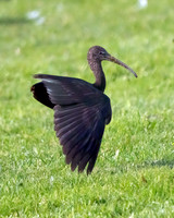 Glossy Ibis