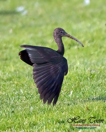 Glossy Ibis 104