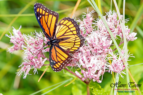 Viceroy Butterfly