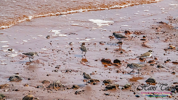 Evangeline Beach Shorebirds 2025 109