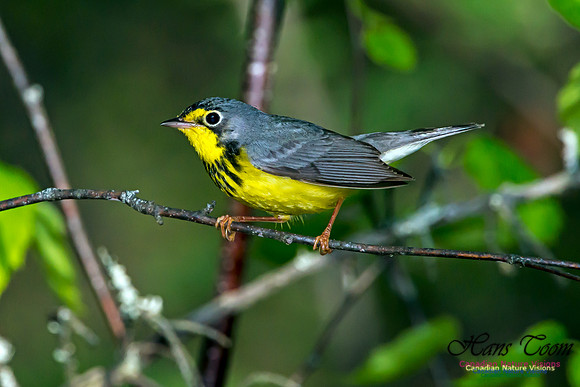 Canada Warbler