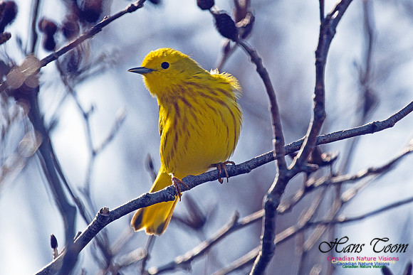 Yellow Warbler 3