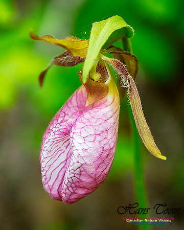 Pink Lady's Slipper Orchid 224