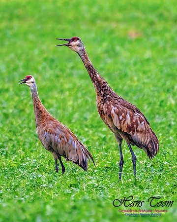 Sandhill Crane 450