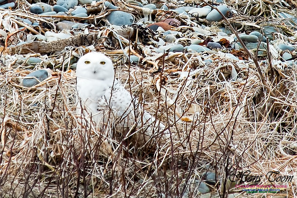 Snowy Owl