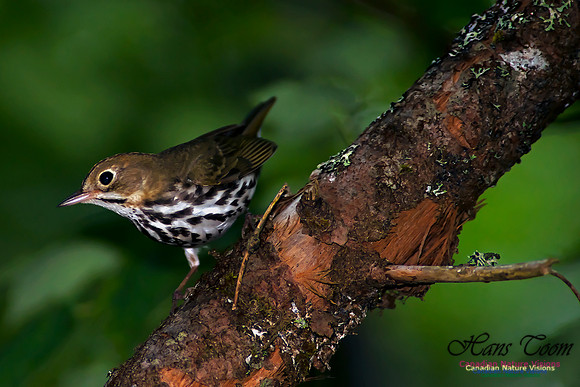 Ovenbird