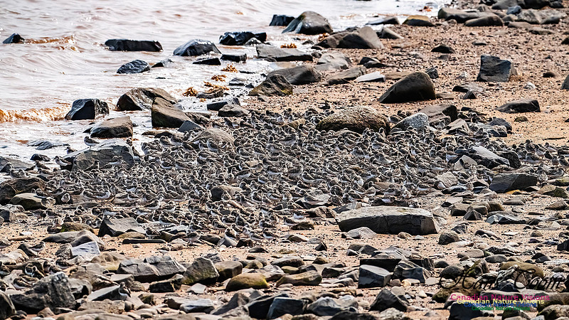 Evangeline Beach Shorebirds 2025 114