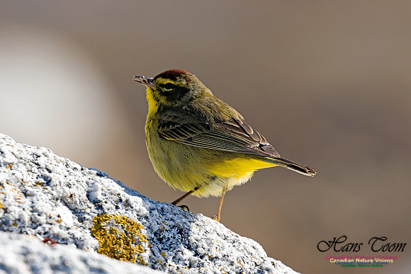 Palm Warbler 9