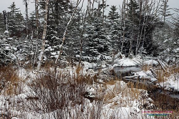 Bear Cove Creek