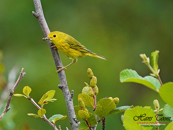 Yellow Warbler 150