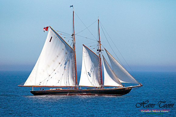Bluenose