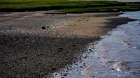 Evangeline Beach Shorebirds Part One