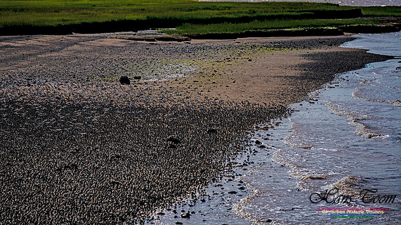 Peeps Evangeline Beach 2024 900