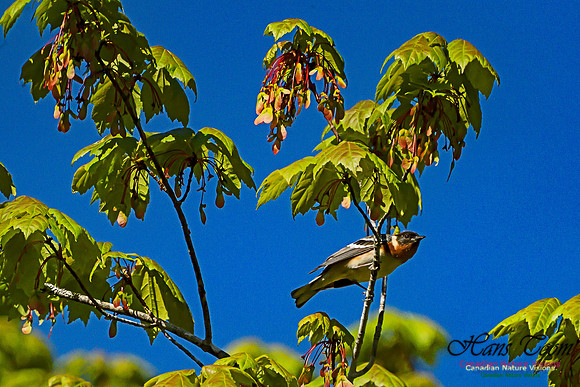 Bay-breasted Warbler 108