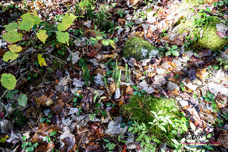 Woodland Stroll 104