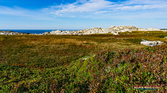 Another Morning Stroll on the Coastal Barrens 118