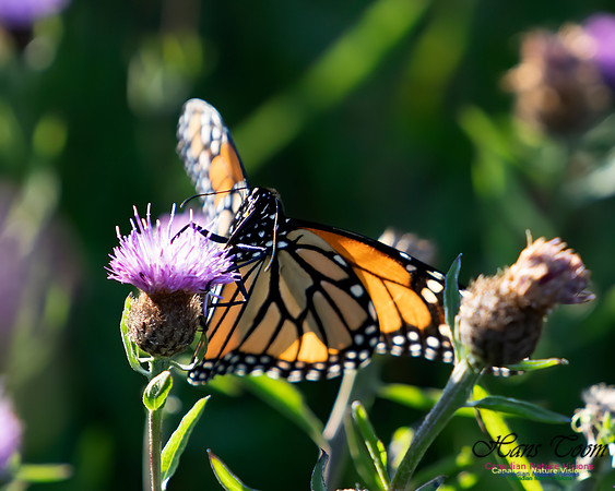 Monarch Butterfly 103