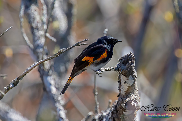 American Redstart 63