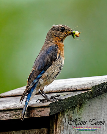 Eastern Bluebird 806