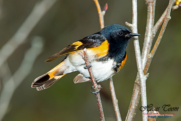 American Redstart