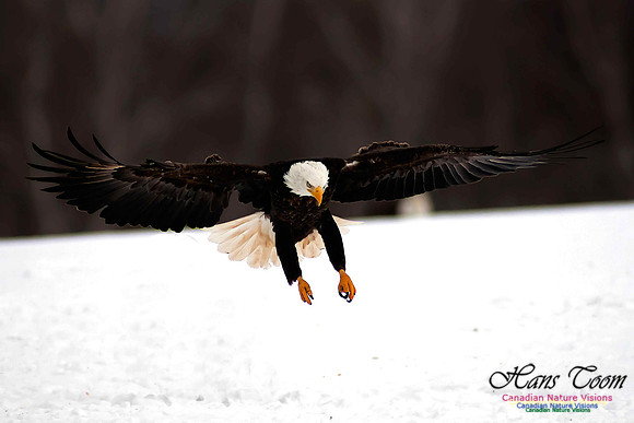 Bald Eagle