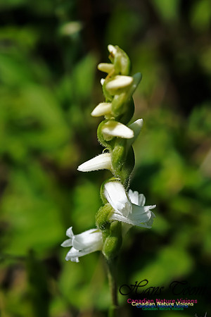 Nodding Ladies Tresses Orchid