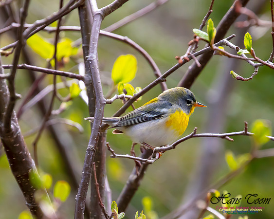 Northern Parula 2