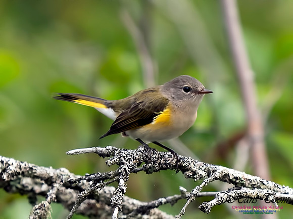American Redstart 2
