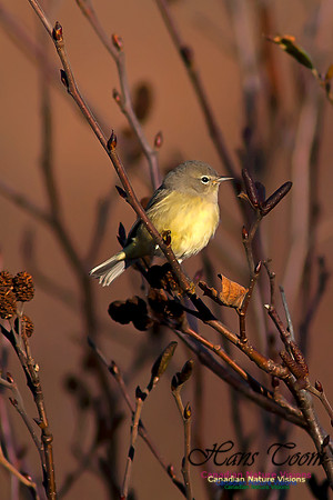 Orange-crowned Warbler